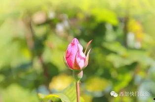 离别开出花,绽放于时光的印记