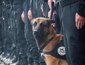 人类与狗：友谊的秘密,人类与狗之间友谊的深层秘密